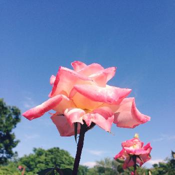 薔薇コンテストの画像 by ゆうさん | 広い庭と薔薇コンテストとバラを楽しむ