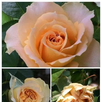 薔薇コンテストの画像 by マロウさん | 小さな庭とアンティークレースと薔薇コンテストとバラを楽しむとバラコレクション