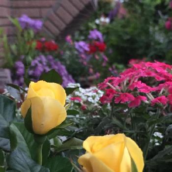 薔薇コンテストの画像 by ジャスミン♥︎∗*ﾟさん | 小さな庭とマイ・コレクションと花自慢と今日の一枚と今日のお花とナチュラルスタイルとガーデニングとかわいいと薔薇コンテストと北海道とバラを楽しむ