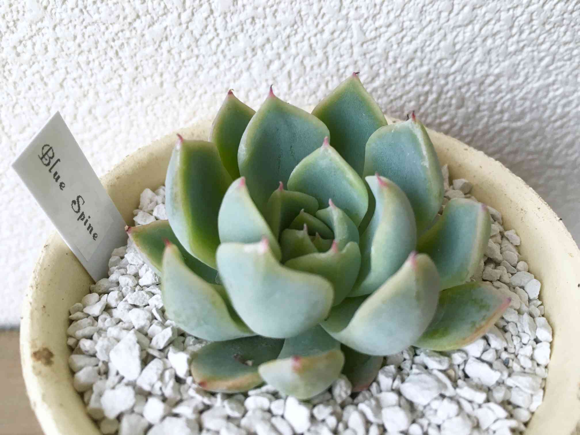 【錦玉園@9800】ブルースパイン(1苗) ブルースパインの成長記録と多肉の春の装い | こゆきさんちの多肉ちゃん