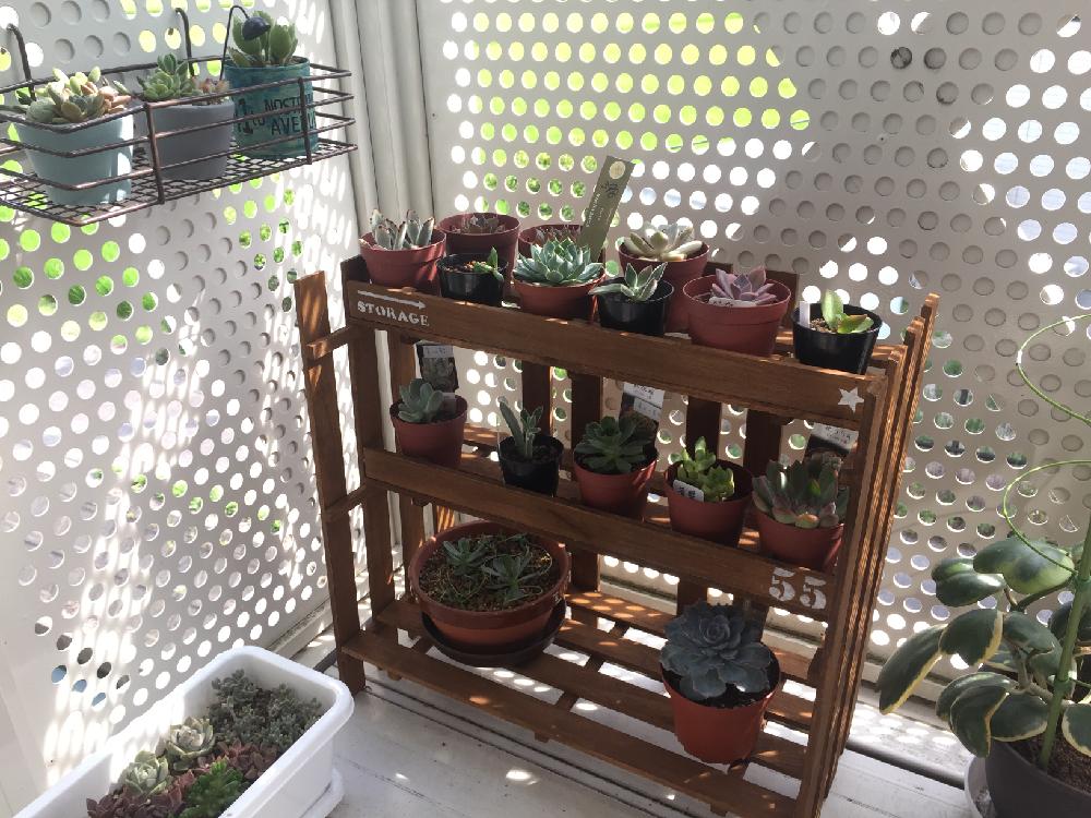 バルコニー ベランダの投稿画像 By みんとさん 多肉植物と100均diyと多肉棚diyと日当たり心配と植中毒と多肉棚と癒され空間と多肉植物と 100均diyと多肉棚diyと日当たり心配と植中毒と多肉棚と癒され空間 16月7月25日 Greensnap グリーンスナップ Greensnap