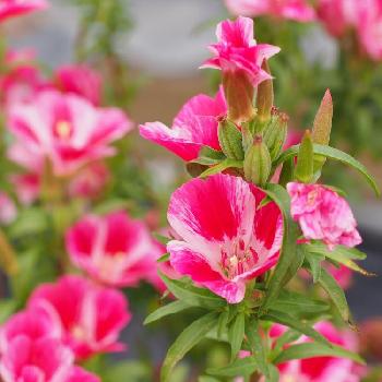 サンジソウ属の投稿画像一覧 Greensnap グリーンスナップ