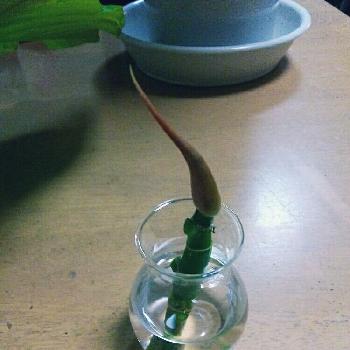 折れたウンベラータの投稿画像一覧 Greensnap グリーンスナップ