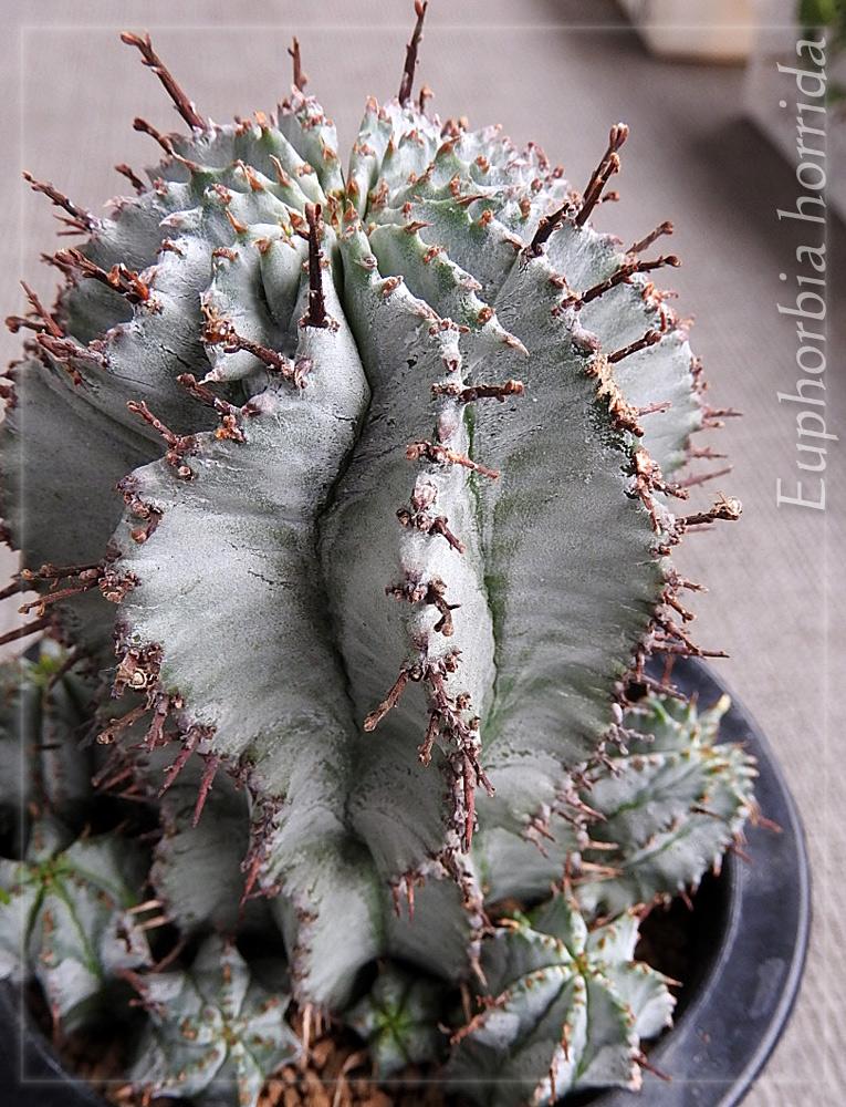 多肉植物 ユーフォルビア ホリダ - 観葉植物