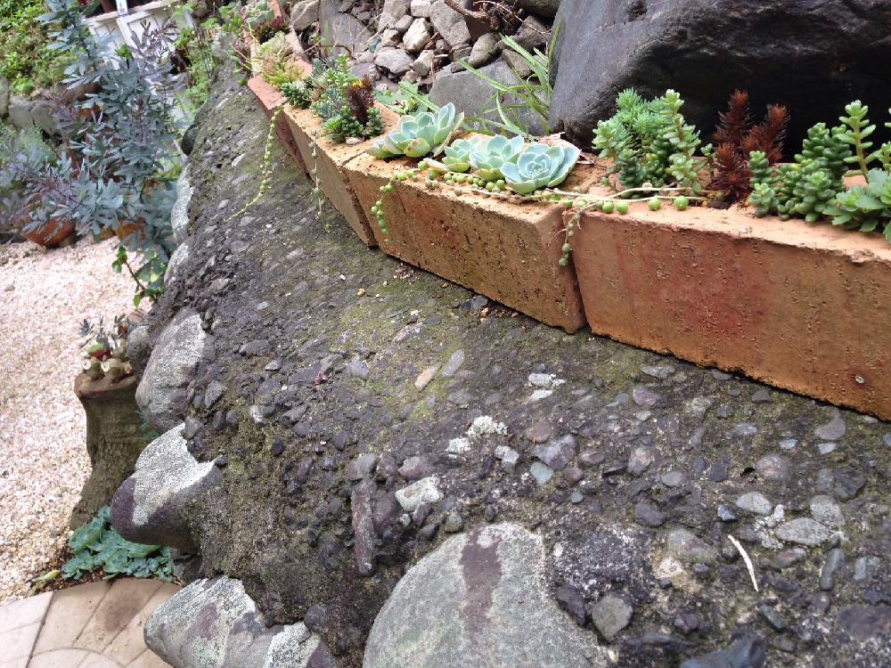 ブロックの投稿画像 By Katusmi さん 多肉植物と多肉ちゃんと多肉寄せ植え 16月7月27日 Greensnap グリーンスナップ