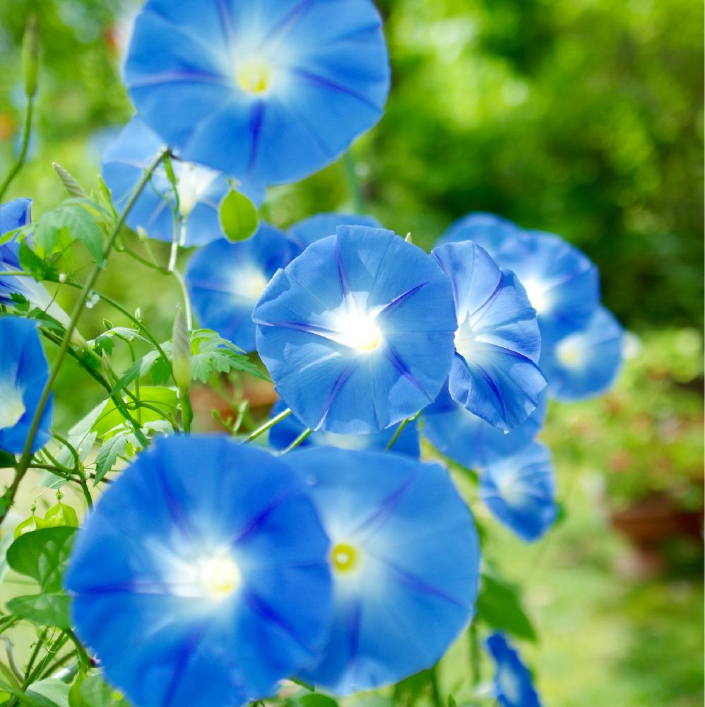 広い庭の画像 by クリ＊さん | 広い庭とヘブンリー・ブルーと夏の花とヘブンリーブルーと青い花と咲いた！