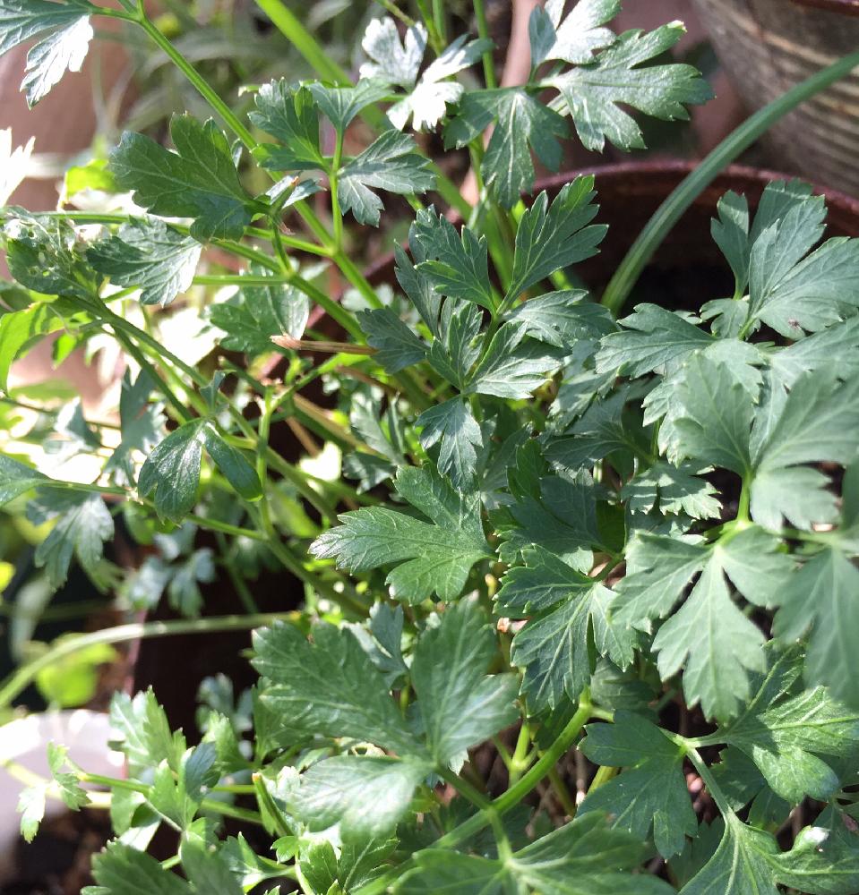 イタリアンパセリの育て方を徹底図解 収穫時期はいつ 種まきや苗植え栽培方法は Greensnap グリーンスナップ