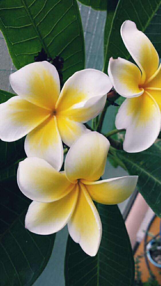 プルメリア ホワイトイエローの投稿画像 By わさびさん バルコニー ベランダと咲いた と咲いた 16月7月30日 Greensnap グリーンスナップ Greensnap グリーンスナップ