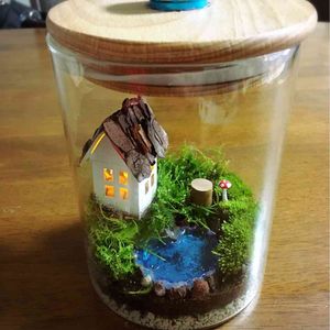 苔テラリウムの画像