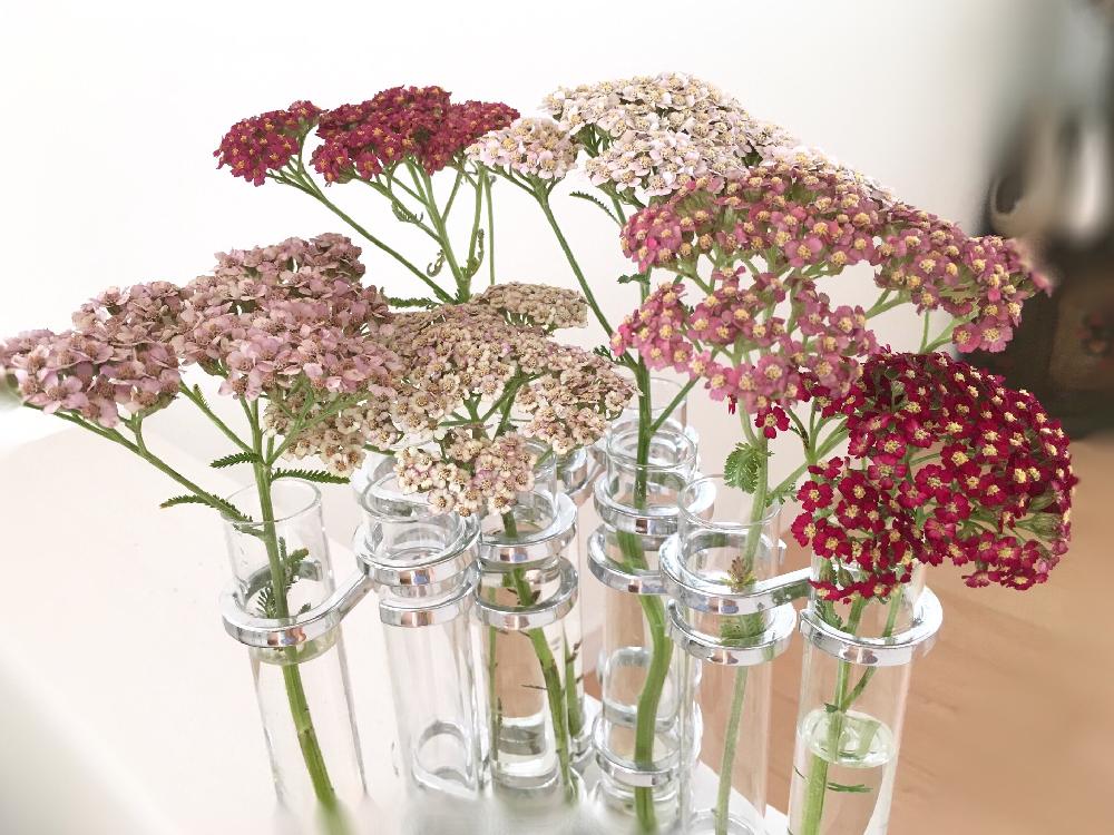 アキレアの投稿画像 By Hiromiさん 部屋と切り花と投げ入れとフラワーアレンジメントといけばなコンテストと切り花と投げ入れとフラワーアレンジメントといけばなコンテスト 16月8月1日 Greensnap グリーンスナップ Greensnap グリーンスナップ