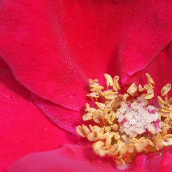 ロブロイの画像 by YAYOさん | 小さな庭とロブ・ロイとマクロ撮影とバラ好きと赤い花とマクロと北海道とバラを楽しむと薔薇 ロブ・ロイと薔薇の花とロブロイ