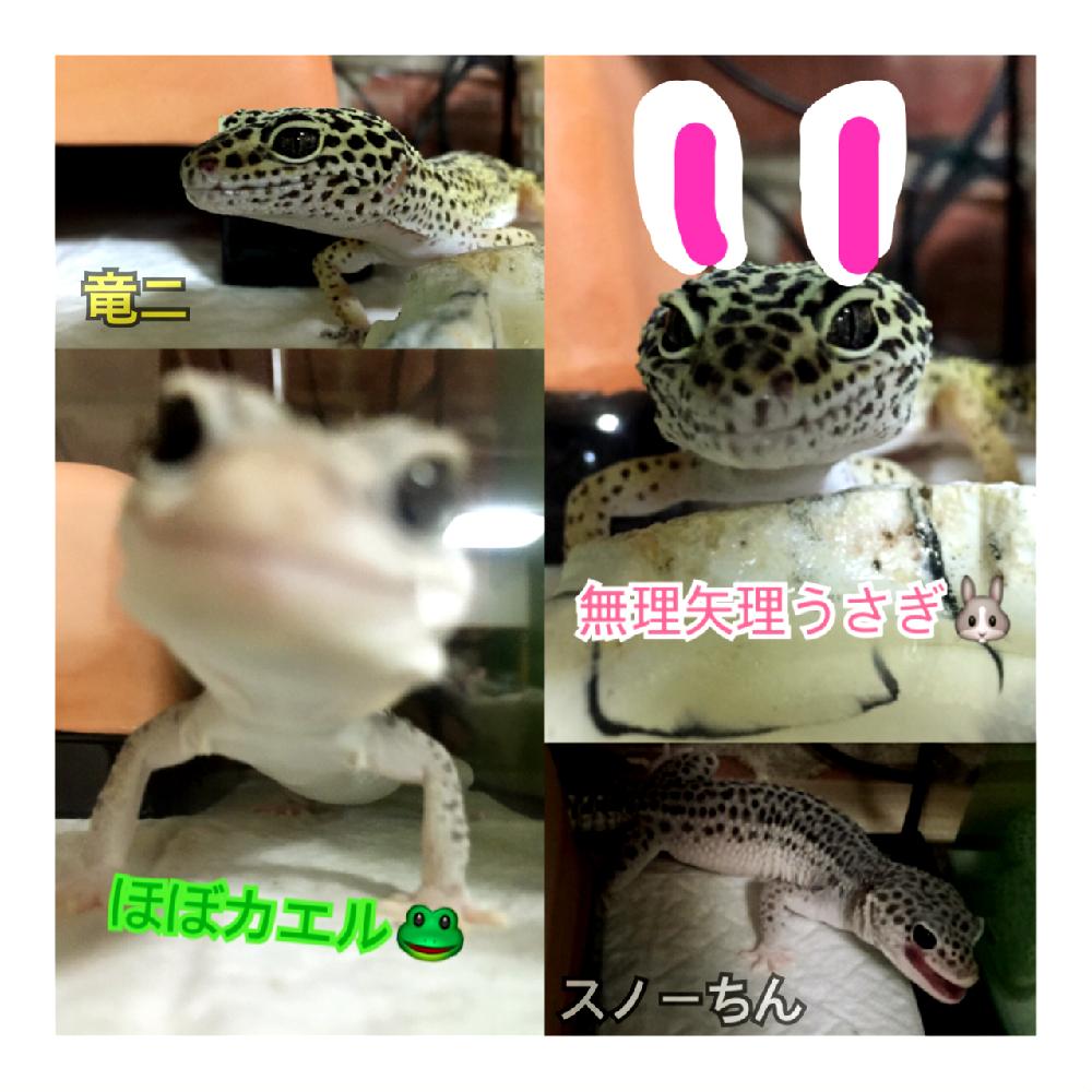 レオパードゲッコーの投稿画像 By Miioさん ヒョウモントカゲモドキ 16月8月3日 Greensnap グリーンスナップ