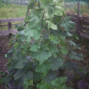 キュウリ 夏すずみ,地植え,アートな野菜,今日の一枚,ミドリの画像