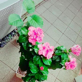 折れたウンベラータの投稿画像一覧 Greensnap グリーンスナップ