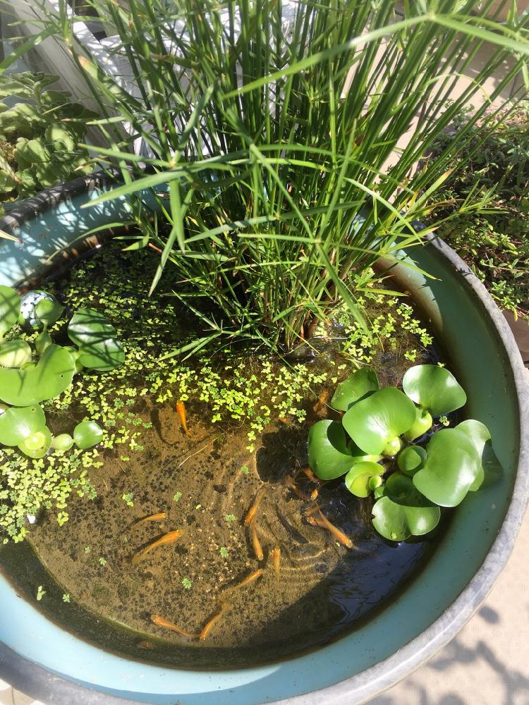 ホテイアオイの投稿画像 By マリモさん 水草とメダカと今日の一枚と水景のある暮らし 16月8月6日 Greensnap グリーンスナップ