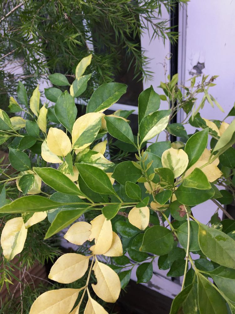 シマトネリコの投稿画像 By なみさん 葉っぱ好き 16月8月7日 Greensnap グリーンスナップ