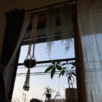 カッコイイパキラの画像 by yu--10さん | 窓辺とカッコイイパキラとエアプランツ