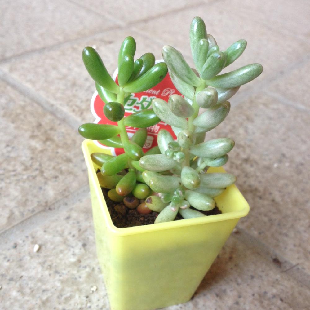 虹の玉の投稿画像 By Pwfeeさん オーロラと玄関と多肉植物とダイソーと多肉植物とダイソー 16月8月8日 Greensnap グリーンスナップ Greensnap グリーンスナップ