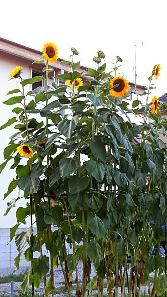 皇帝ひまわりの投稿画像 By ヤスさん 16月8月8日 Greensnap グリーンスナップ