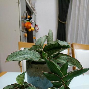 サンスベリア エーレンベルギー サムライの投稿画像一覧 Greensnap グリーンスナップ サンスベリア エーレンベルギー サムライの投稿画像一覧 Greensnap グリーンスナップ