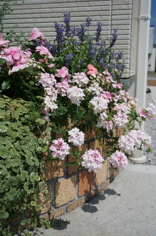 グレコマバリエガータの投稿画像 By 美月さん ブルーサルビアとバーベナと花壇とガーデニングとピンクの花と寄せ植え 16月8月10日 Greensnap グリーンスナップ