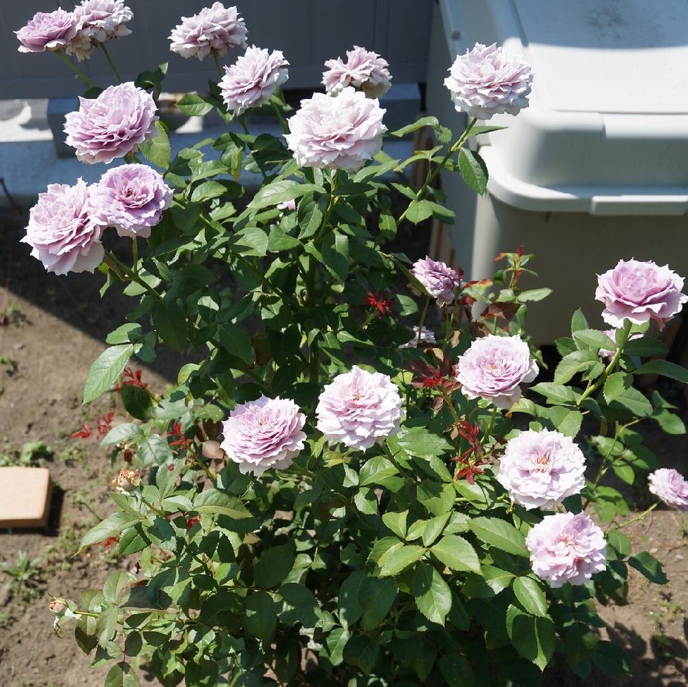 バラ ノヴァーリスの投稿画像 By 美月さん バラ 鉢植えとガーデニングとロザリアンと紫の花とバラを楽しむと咲いた 16月8月10日 Greensnap グリーンスナップ