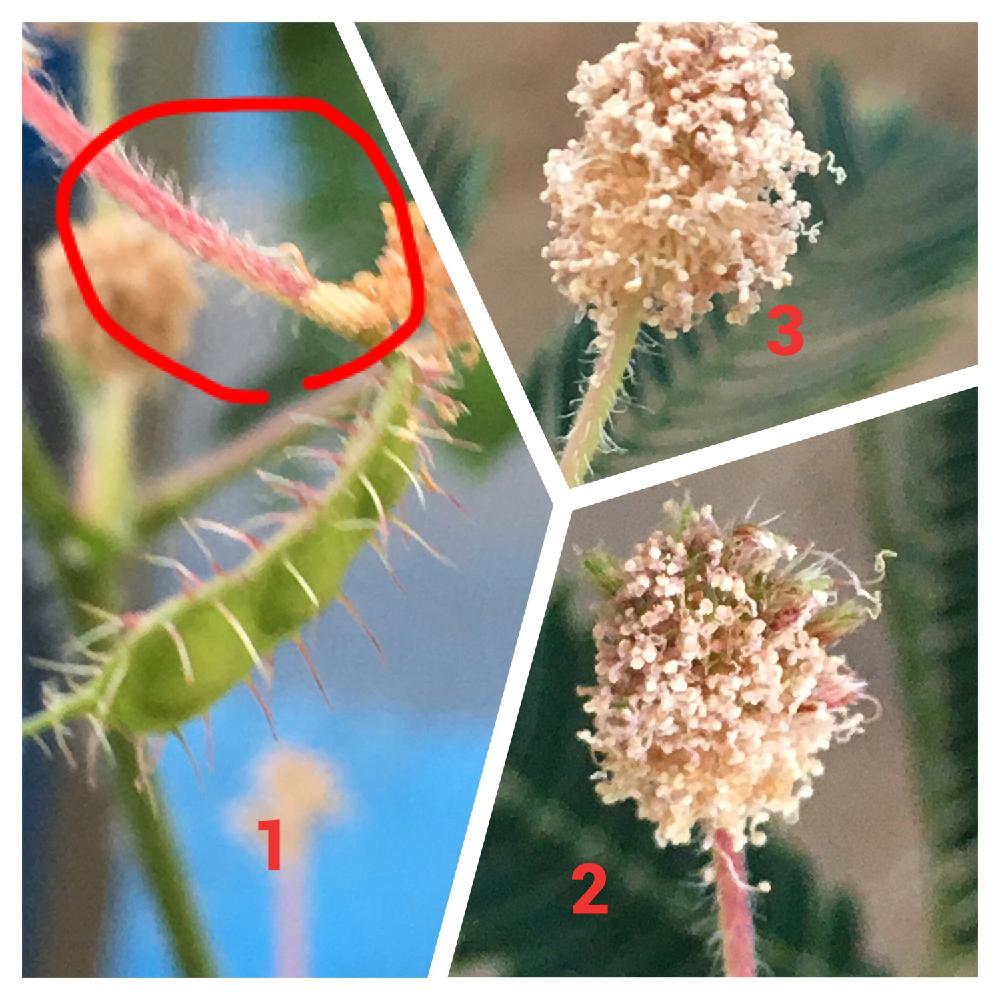 オジギソウの種の投稿画像 By Ze2さん バルコニー ベランダ 16月8月10日 Greensnap グリーンスナップ Greensnap グリーンスナップ