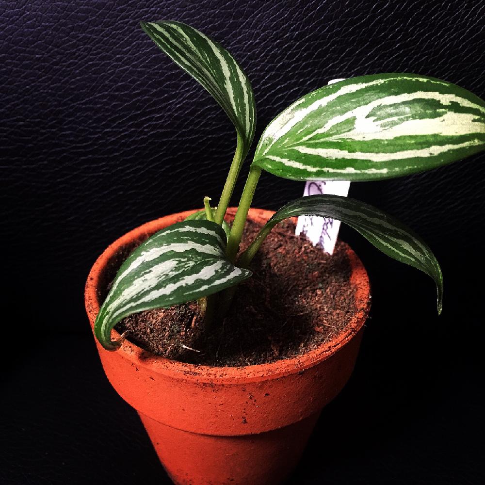 Calatheaさん専用です アグラオネマ ニティドゥム カーティシー-