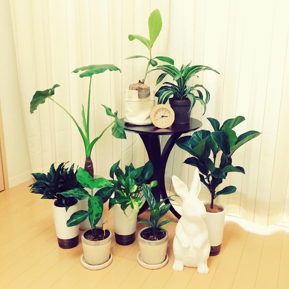 アグラオネマ ピクタムの投稿画像 By まふちゃんさん ドラセナコンパクタとカシワバゴム バンビーノとドラセナ ジェードジュエルとバリントニアとクワズイモと斑入りポトスとアグラオネマ カーティシーと今日の一枚と観葉植物 16月8月11日 Greensnap グリーン