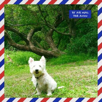 ウェスティの投稿画像一覧 Greensnap グリーンスナップ