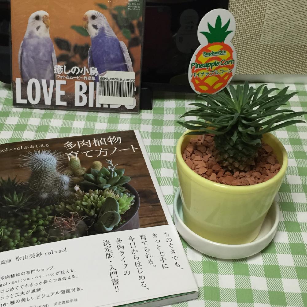 多肉植物の投稿画像 By ぱやんさん 蘇鉄麒麟 とソテツ麒麟とパイナップルコーン と珍奇植物とユーフォルビアとユーフォルビア ソテツキリンと参考書籍 16月8月12日 Greensnap グリーンスナップ