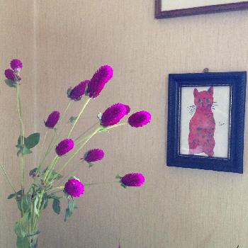 たまには花をの画像 by hittonさん | 部屋とセンニチコウと植物のある暮らしと植物モリモリとたまには花をと葉っぱ派とig→hitorururu