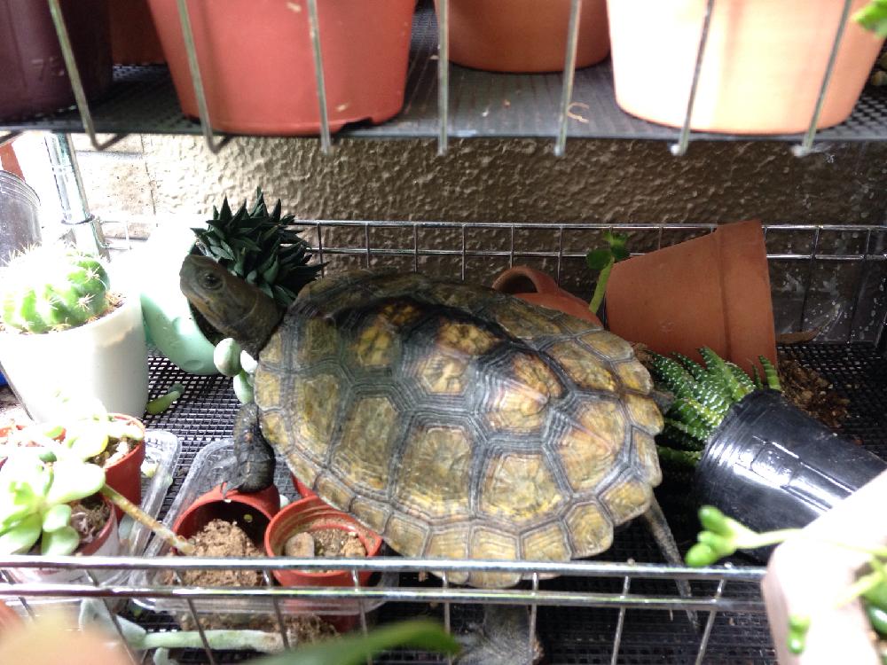 バルコニー ベランダの投稿画像 By ハチクロさん 日本石亀 と今日の一枚とベランダの異変と荒らしたのは誰 と日本石亀 と今日の一枚とベランダの異変と荒らしたのは誰 16月8月13日 Greensnap グリーンスナップ Greensnap グリーンスナップ バルコニー ベランダの投稿画像 By ハチクロさん 日本石亀 と今日の一枚とベランダの異変と荒らしたのは誰 と日本石亀 と今日の一枚とベランダの異変と荒らしたのは誰 16月8月13日 Greensnap グリーンスナップ Greensnap グリーンスナップ