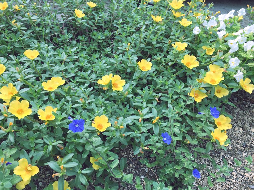 ポーチュラカの投稿画像 By Nicoさん アメリカンブルーとブルーとイエローと今日のお花とお庭と地植え 16月8月14日 Greensnap グリーンスナップ
