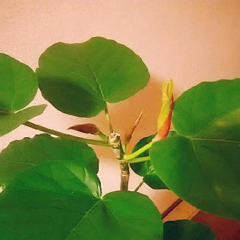 折れたウンベラータの投稿画像一覧 Greensnap グリーンスナップ