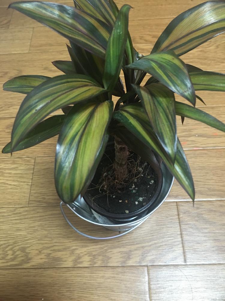 コーディライン ゴールデンストライプの投稿画像 By Flandreさん コルディリネ ゴールデンストライプとコルディリネと今日の一枚 16月8月15日 Greensnap グリーンスナップ