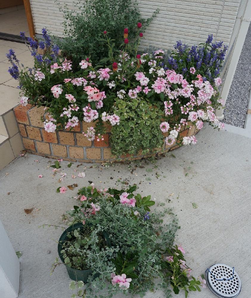 グレコマバリエガータの投稿画像 By 美月さん ソルトブッシュとピンクの花と寄せ植えと花壇と青い花とガーデニングとグリーン 16月8月15日 Greensnap グリーンスナップ