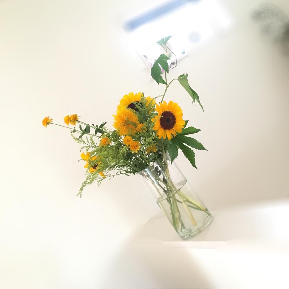 ヒメヒマワリの投稿画像 By Hiromiさん キイチゴと部屋と夏を感じるひまわりコンテスト16と切り花と投げ入れとフラワーアレンジメントとヒマワリ と夏を感じるひまわりコンテスト16と切り花と投げ入れとフラワーアレンジメント 16月8月15日 Greensnap