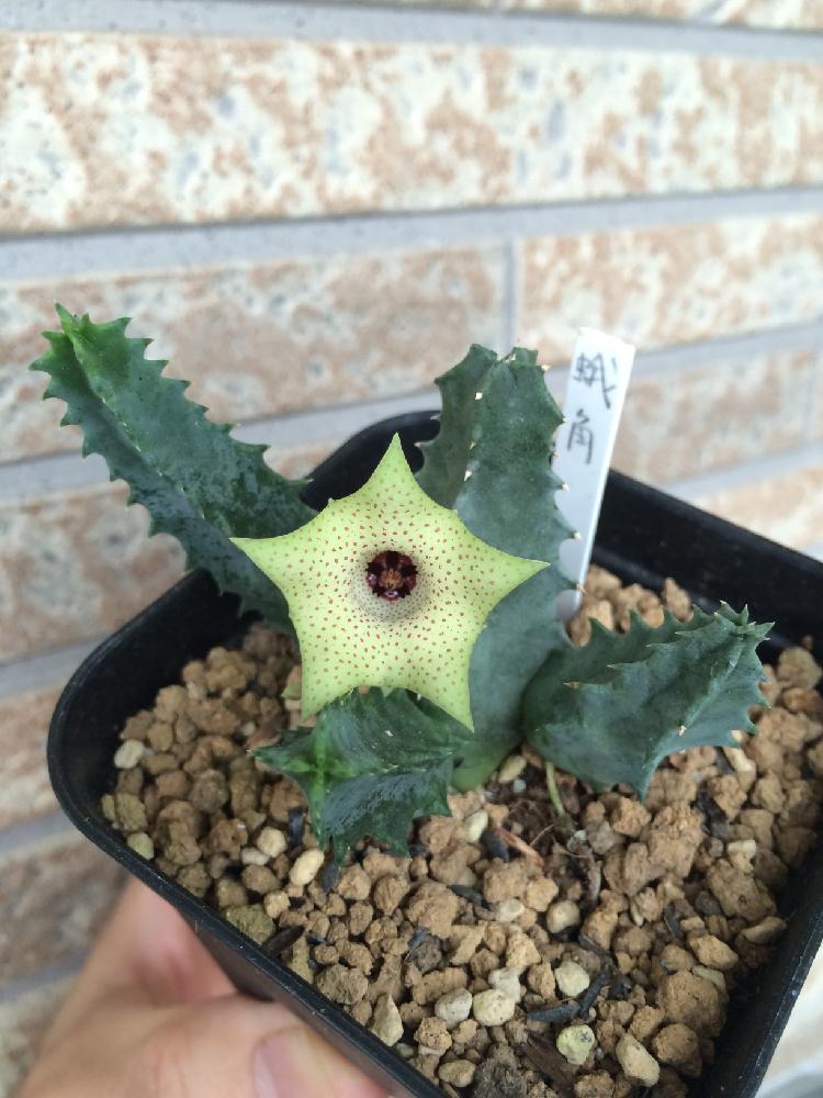 多肉植物　ガガイモ　フェルニア　抜き苗 多肉植物：ガガイモ フェルニア ボゲスティ*幅3cm : 遊恵盆栽