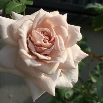 バラ グレイパールの画像 by しましまさん | 小さな庭とバラ グレイパールと薔薇に魅せられてとノンフィルターとバラ 鉢植えと今日のお花とローズコレクションとナチュラルスタイルとガーデニングとバラを楽しむとバラコレクションと咲いた！
