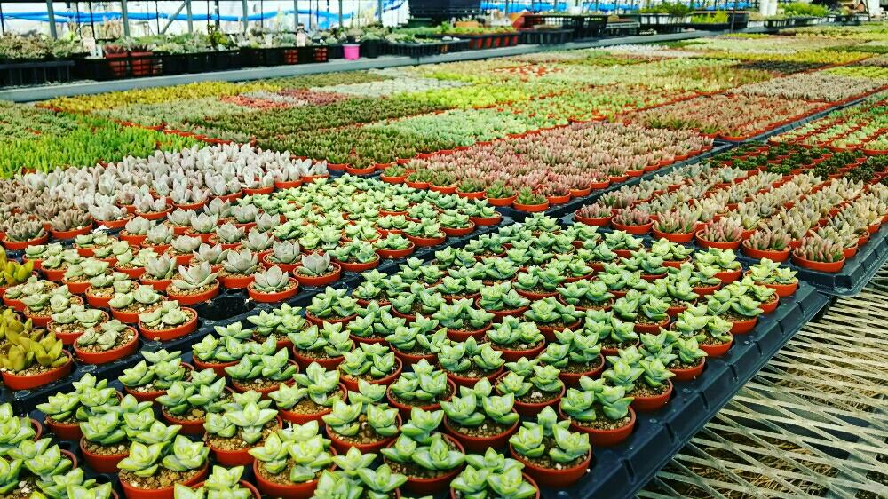 多肉ハウスの投稿画像 By Mai さん Succulentと多肉植物生産者さんと多肉植物 16月8月17日 Greensnap グリーンスナップ