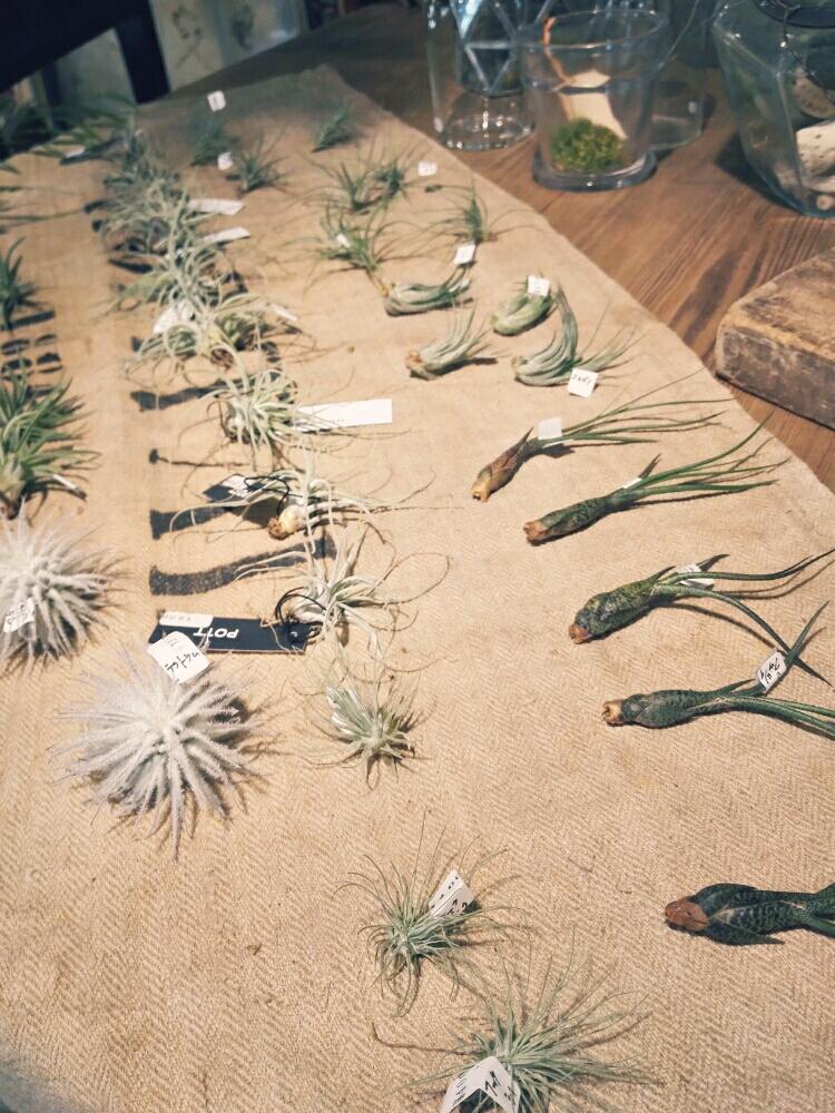 お出かけ先の投稿画像 By さん 東京と自由が丘 ブリキのジョーロとブリキのジョウーロと写真が好きと自由が丘と花が好きとエアプランツと東京と自由が丘 ブリキのジョーロとブリキのジョウーロと写真が好きと自由が丘と花が好きとエアプランツ 16月8月17日