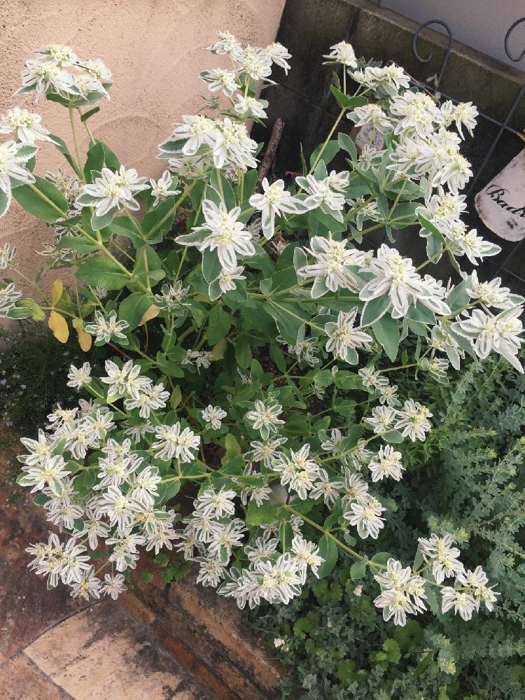 ユーフォルビア 氷河の投稿画像 By Eriさん 今日の一枚と我が家の花壇と自己流と夏の花壇とユーフォルビアとええよええよ 16月8月17日 Greensnap グリーンスナップ