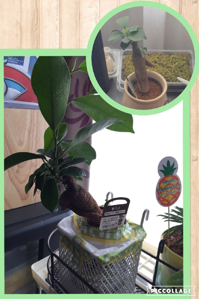 害虫対策の投稿画像 By ぱやんさん ガジュマルが元気に伸びてますとわが家の観葉植物 と ガジュマルとハイドロカルチャー 16月8月18日 Greensnap グリーンスナップ