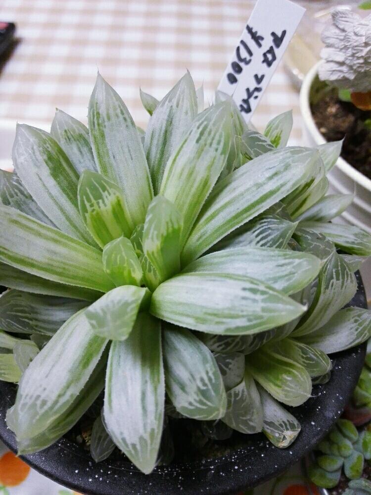 アイススプライト ハオルチア属の投稿画像 By さん 多肉植物と初ハオルチアと子沢山とハオルチア属と東京と自由が丘 ブリキのジョーロとブリキのジョウーロとアイススプライト ハオルチアと写真が好きと私の好きな場所とうちの子と自由が丘と花が好きと多肉初心者