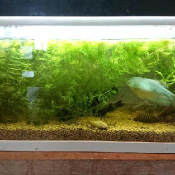 金魚藻(カモンバ)の画像 by amiさん | 部屋と金魚藻(カモンバ)と水草成長中