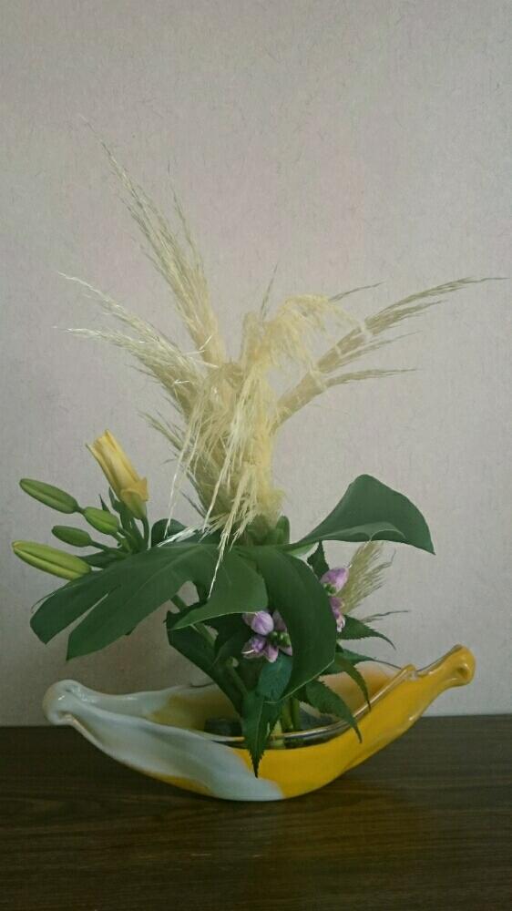 リオンの投稿画像 By Sasyoさん モンステラとスカシユリとパンパスグラスと窓辺とお稽古と今日のお花と草月といけばなと生け花 とお稽古と今日のお花と草月といけばなと生け花 16月8月日 Greensnap グリーンスナップ Greensnap グリーンスナップ