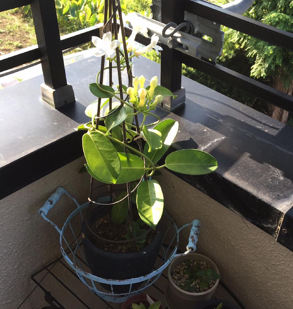 マダガスカル ジャスミンの投稿画像 By グリンダさん 咲いた 16月8月日 Greensnap グリーンスナップ