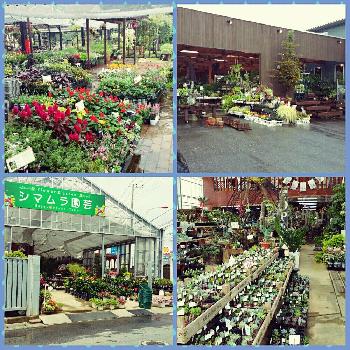 埼玉県の園芸店の投稿画像一覧 Greensnap グリーンスナップ