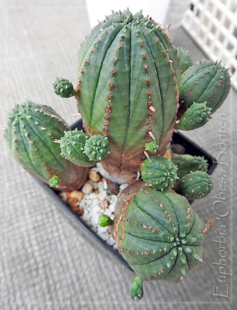 サボテン オベサ梵天　大株 植物/観葉植物 インテリア小物 インテリア・住まい・小物 おしゃれ商品